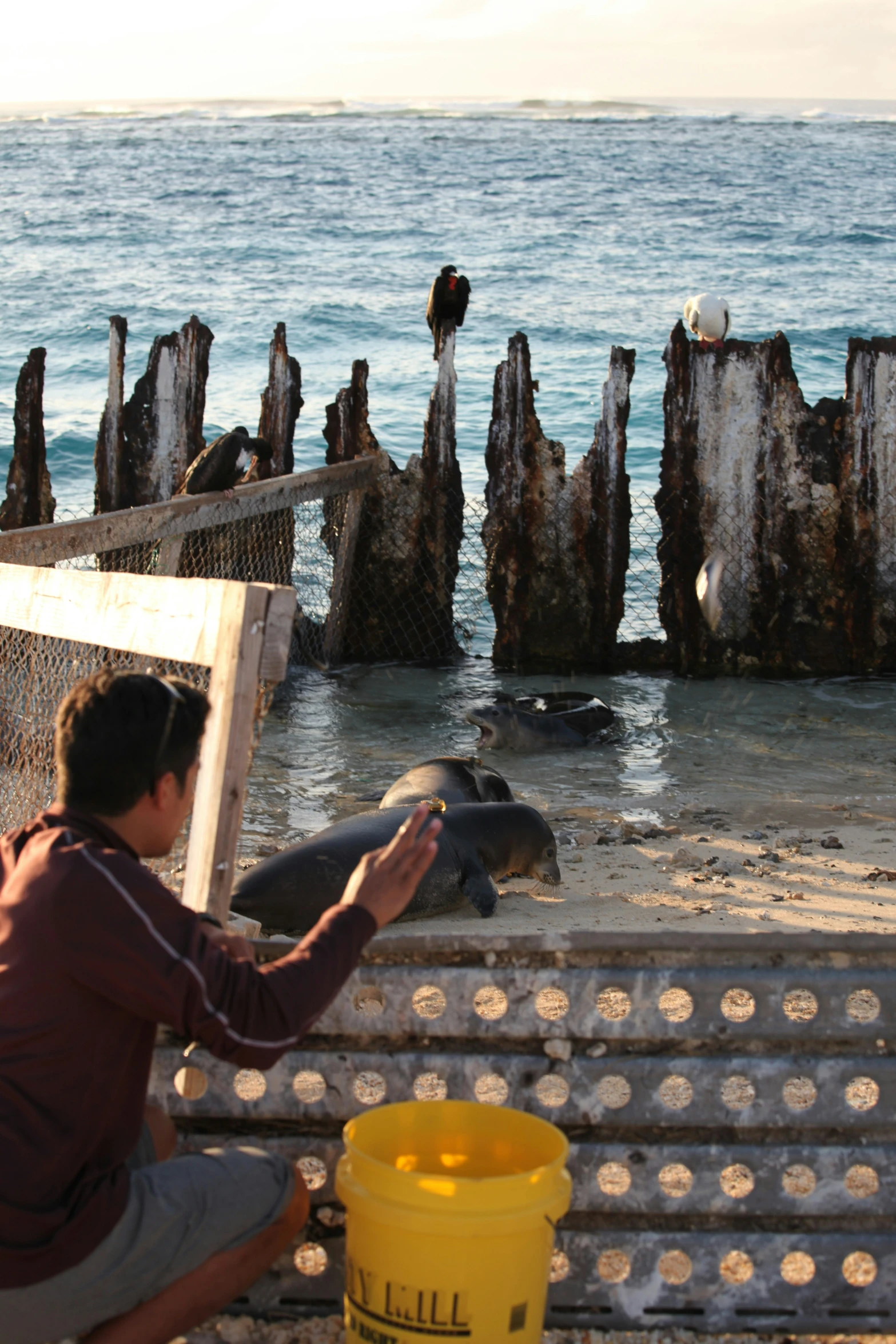 a young man feeding sea lions in front of the ocean