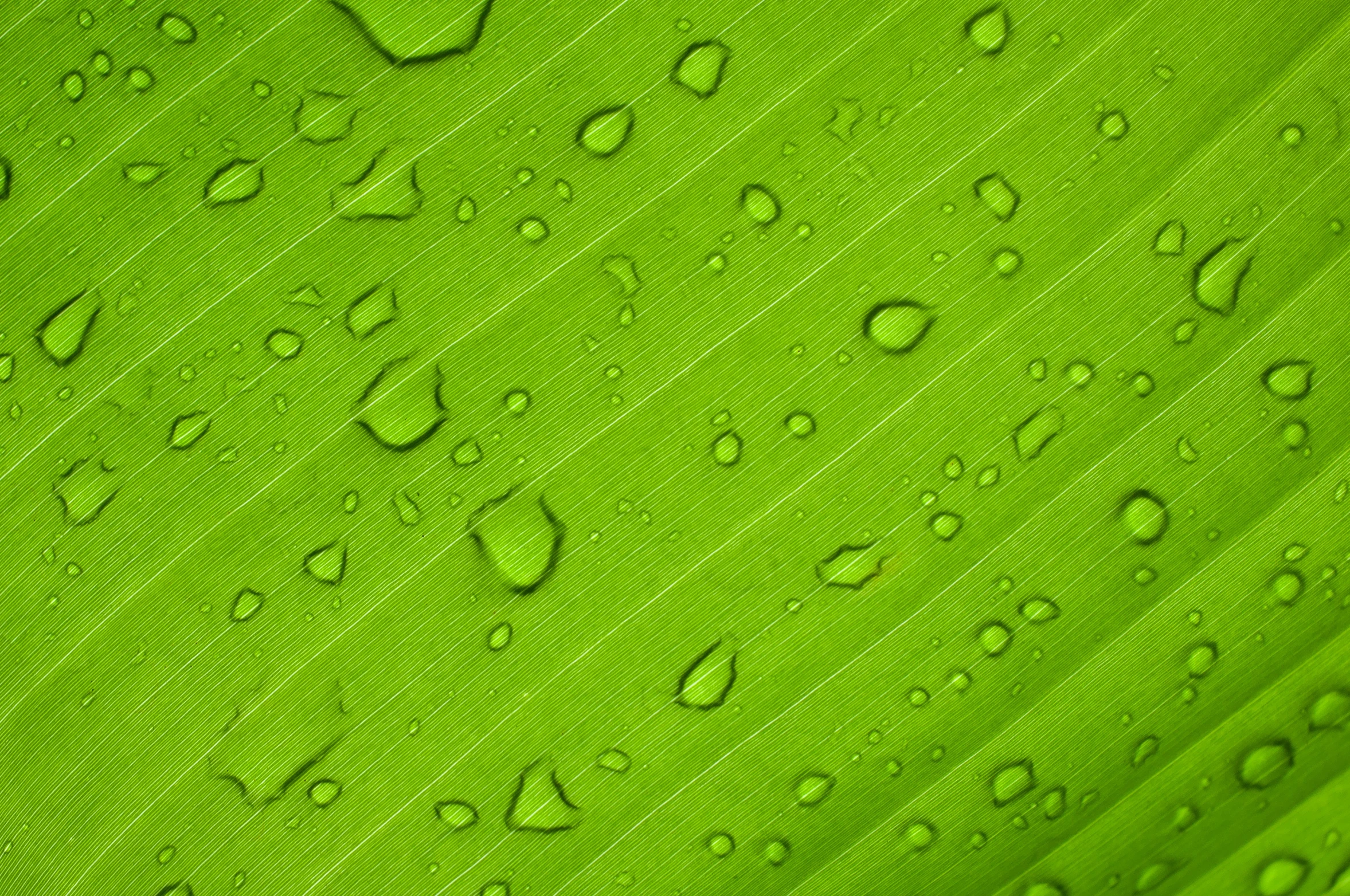 the background of green leaves is filled with rain drops