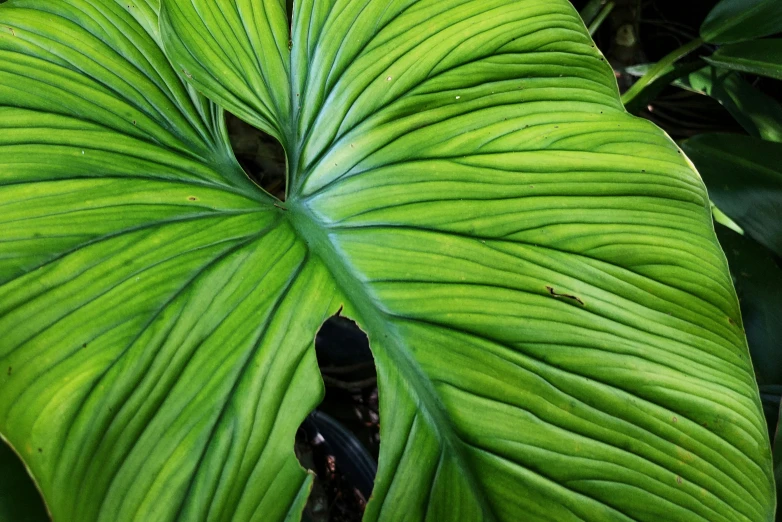 a large green leaf with very thin green leaves