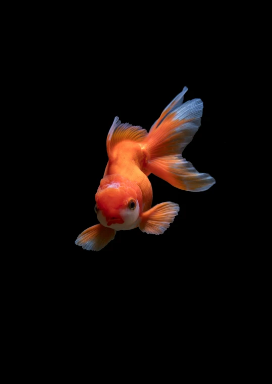 a bright orange and white fish against a black background