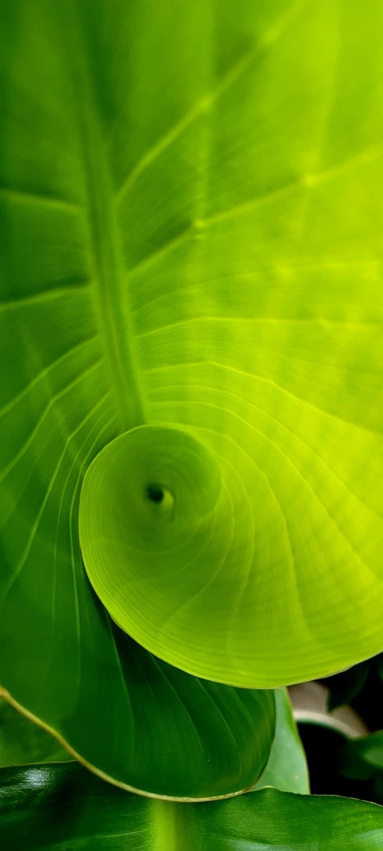 a green leafy area with white circles inside