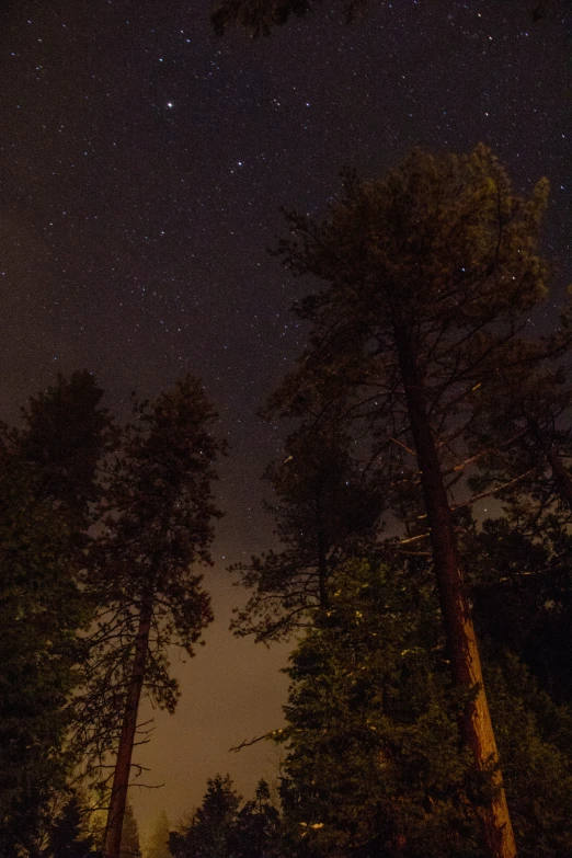 several trees at night with the lights on