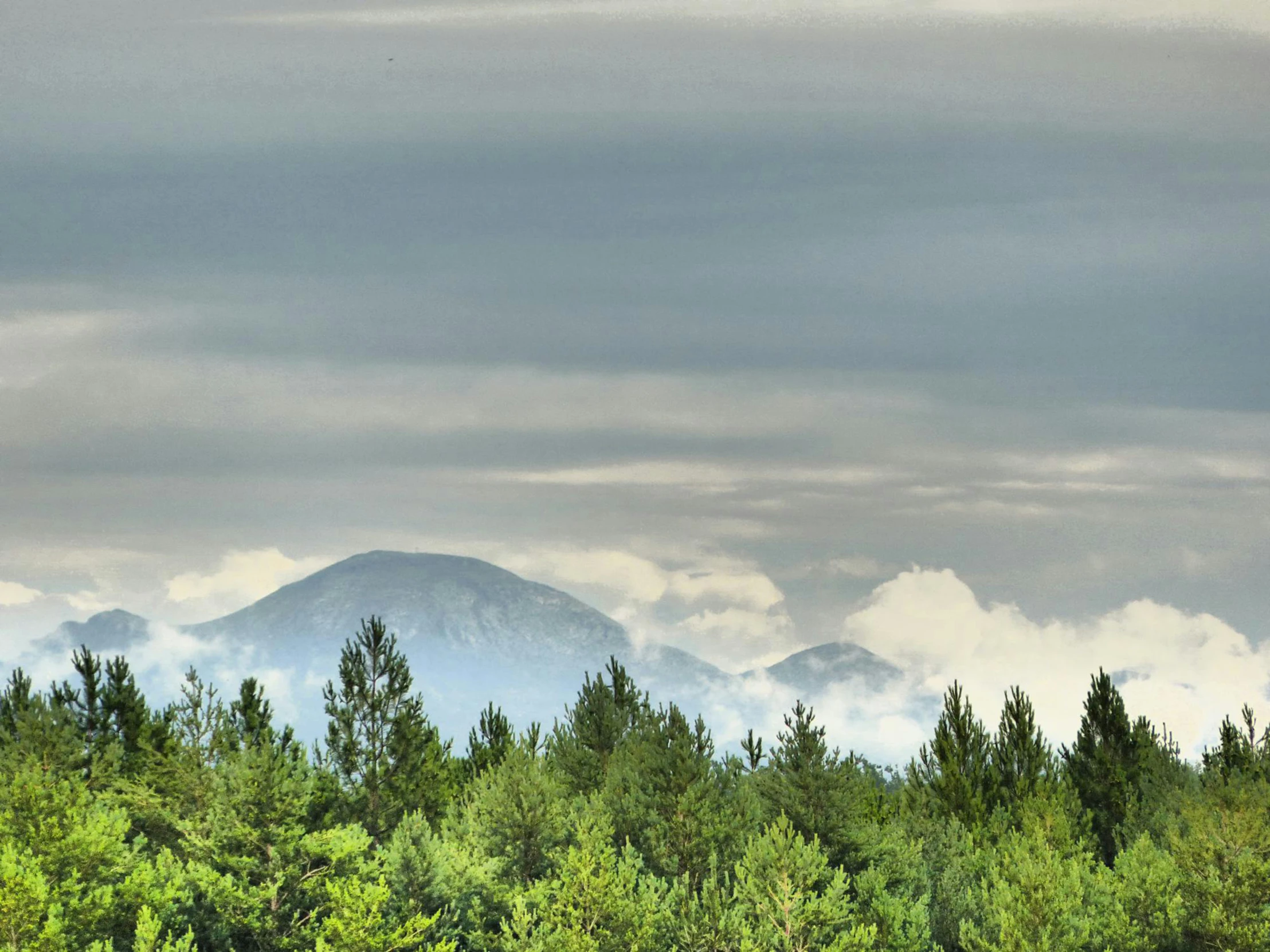 there are lots of green trees and a white mountain behind it