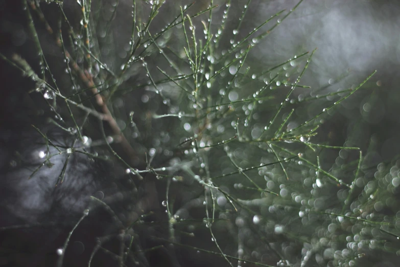 closeup pograph of raindrops on a spiky tree