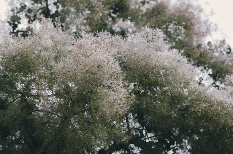 a group of trees with white flowers on them