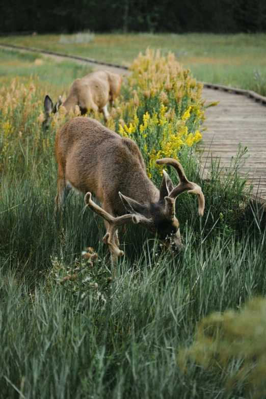 two deer grazing in a field of tall grass