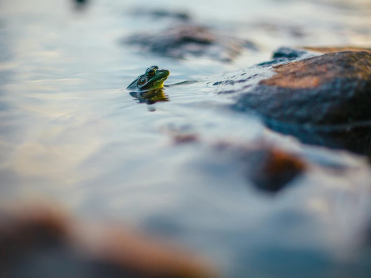 a frog is floating on a body of water