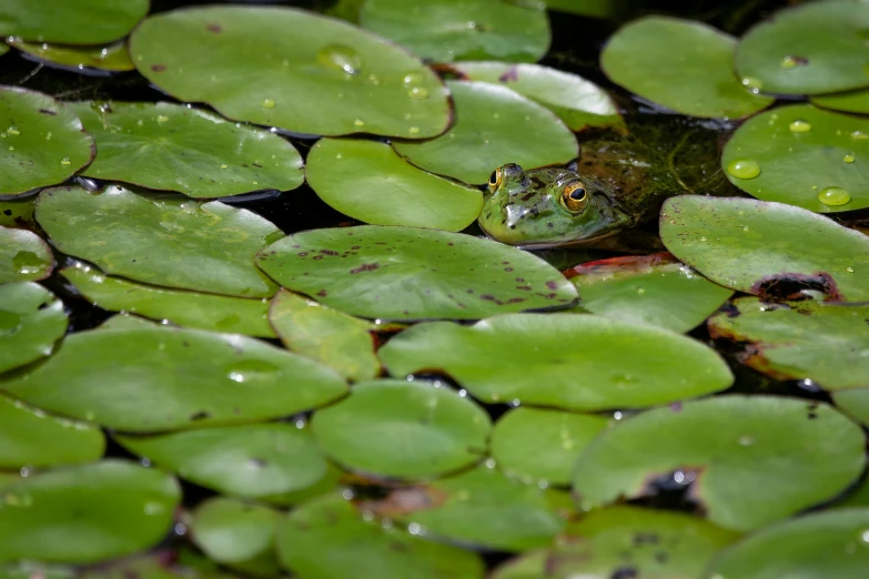 a frog is swimming amongst lily pads