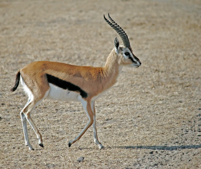 an antelope walking on dirt with long horns