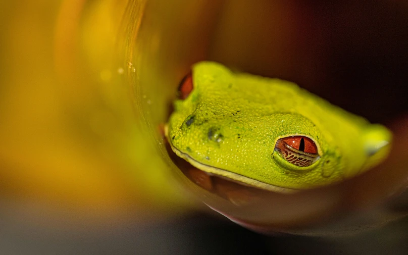 a close up of a green frog's face with yellow background