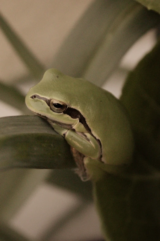 a frog sitting on top of green plant