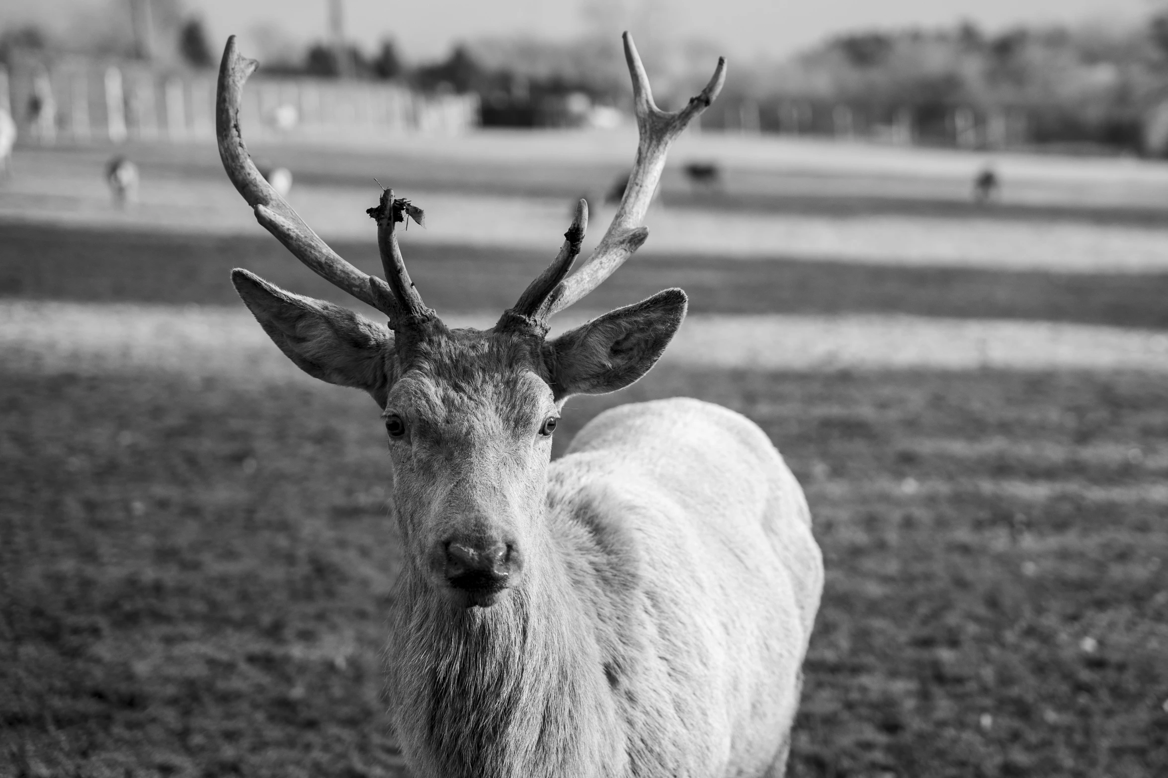 a deer with huge antlers stands alone in a field