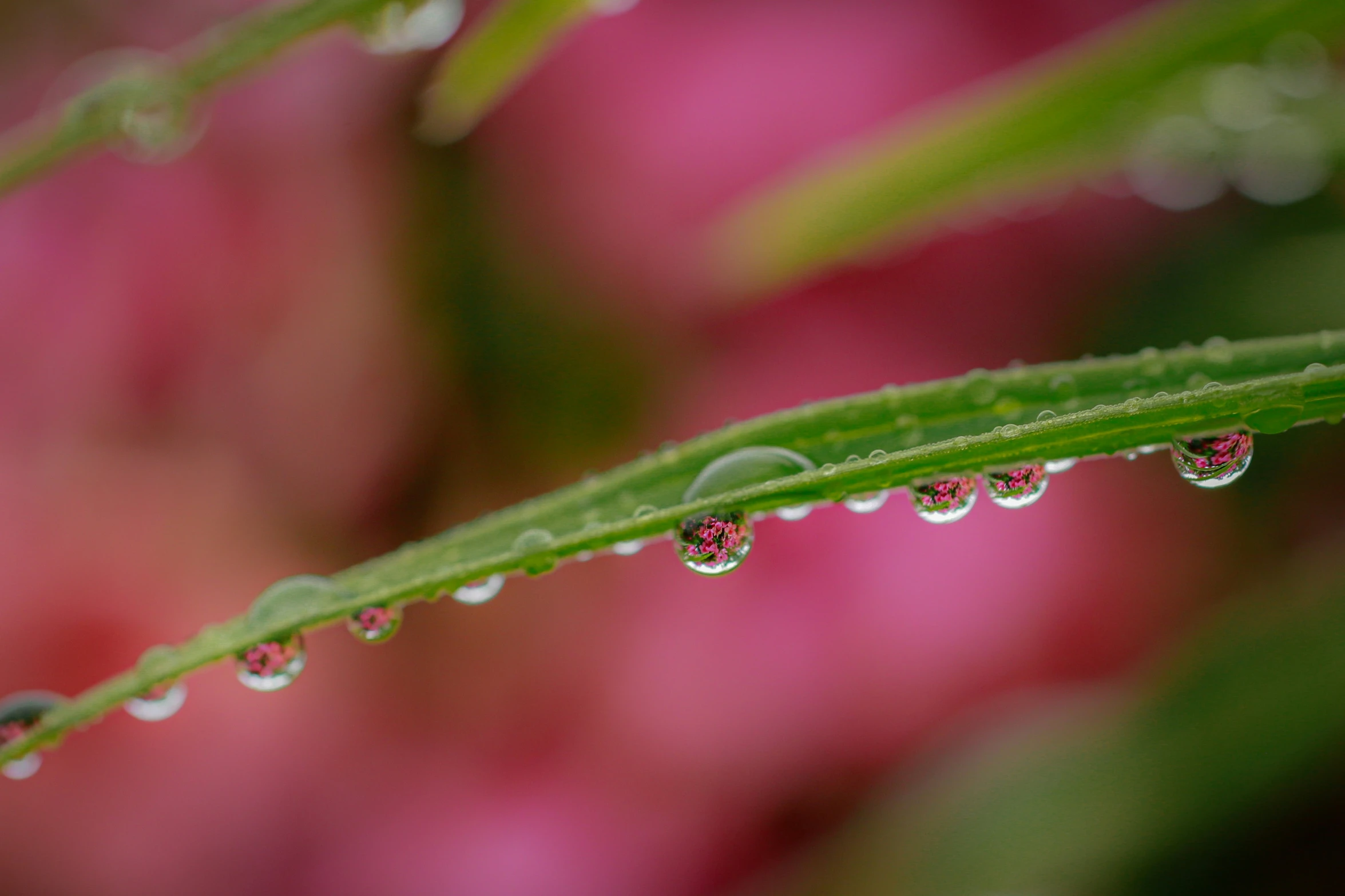 a closeup of a green leaf and water drops