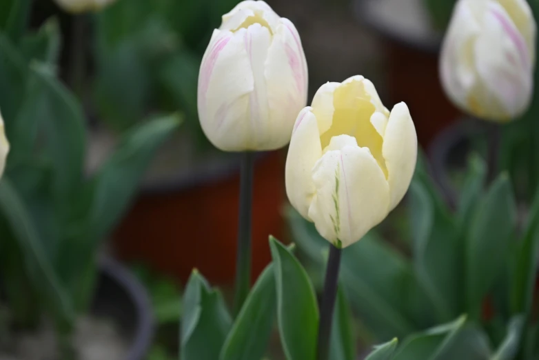 several tulips in a garden with one being opened