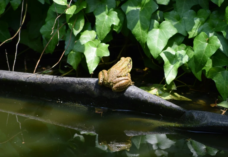 there is a frog that is sitting on the edge of a rail