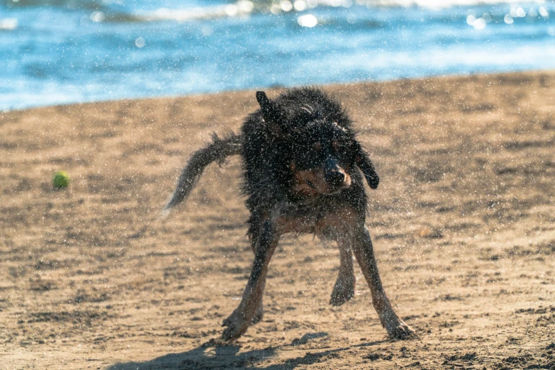 a large brown dog walking on top of a sandy beach