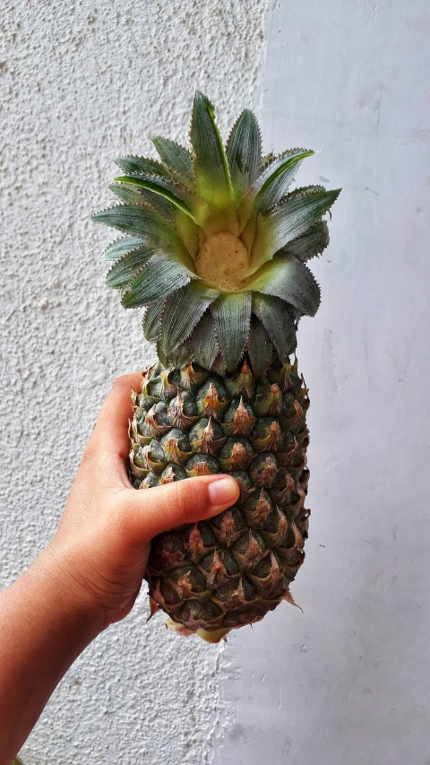 a person holding up a green and yellow pineapple
