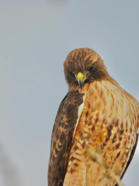 a large brown and white bird with yellow eyes