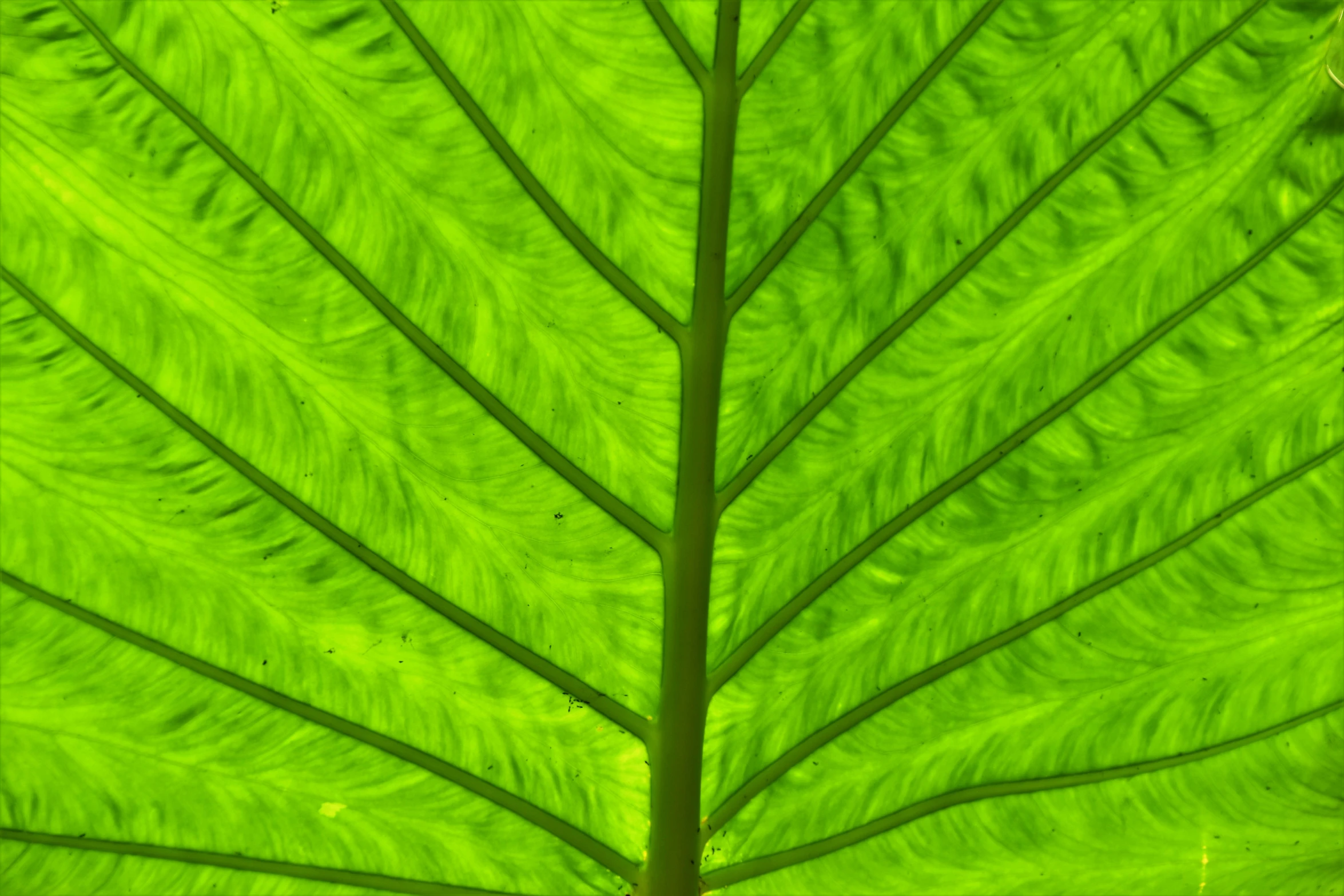 close up po of the leaf that was taken