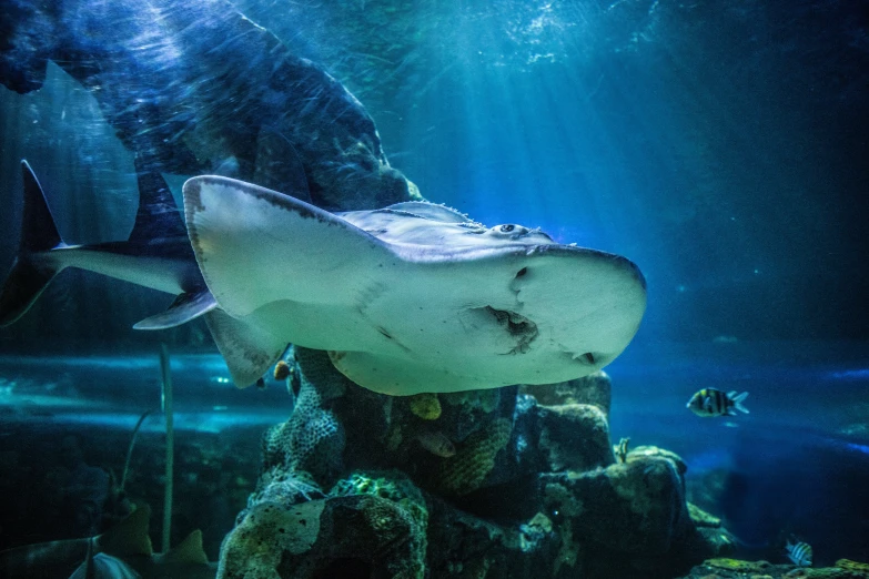 two shark sharks in a aquarium with blue lighting