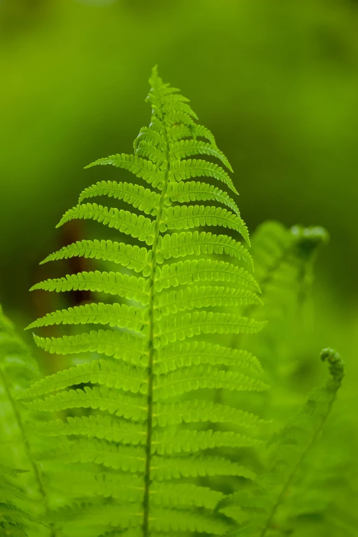 a green plant with lots of leaves on it