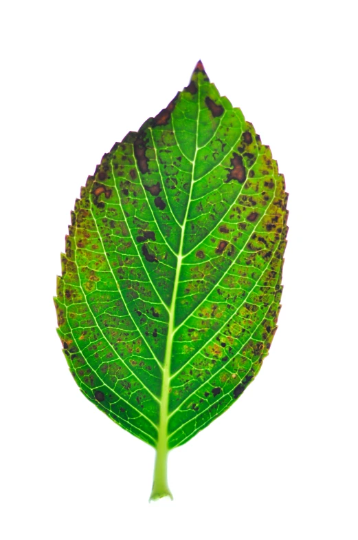 a green leaf sits in front of the camera
