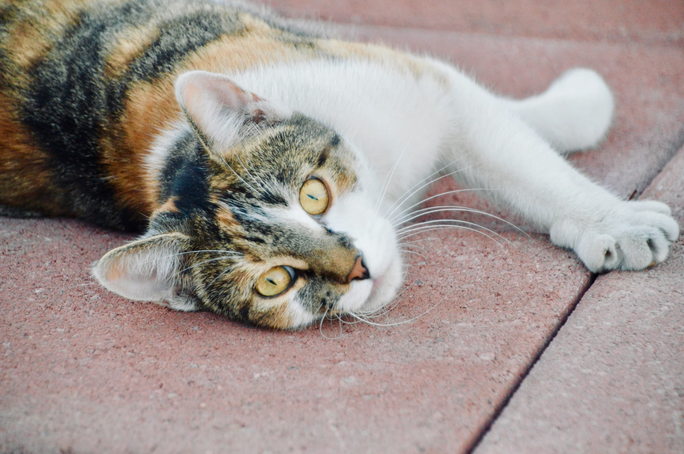 a cat has its head on its paws