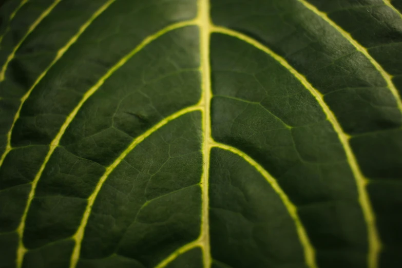 a very close up view of some leaves