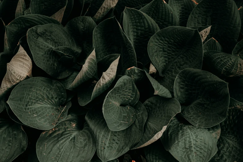 a pile of black leaves that is on the ground