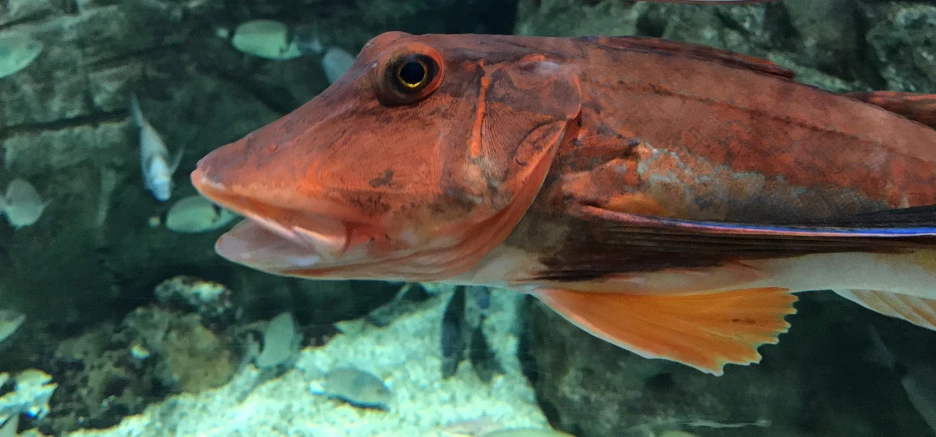 close up of fish in an aquarium tank