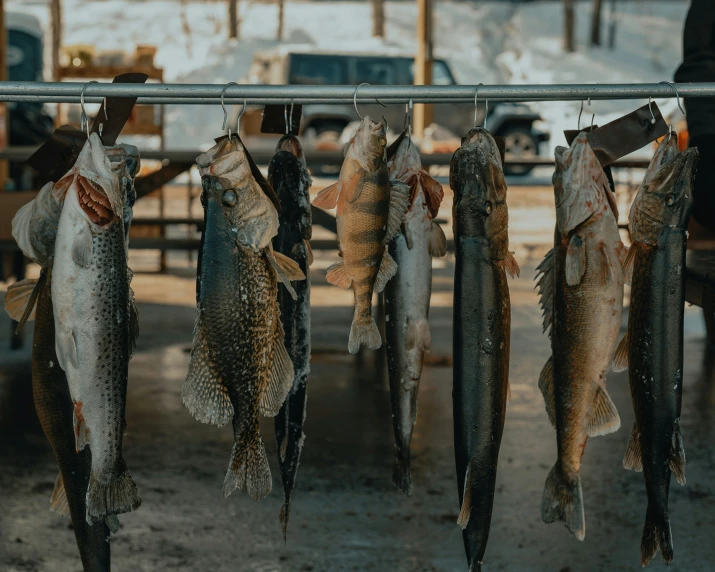 several small fish hanging from a line to dry