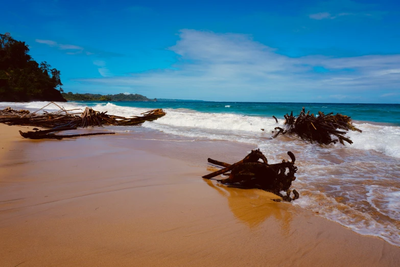 a beach with lots of trees sticking out of it