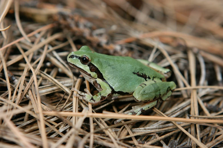 a green frog sitting in a nest of dry straw