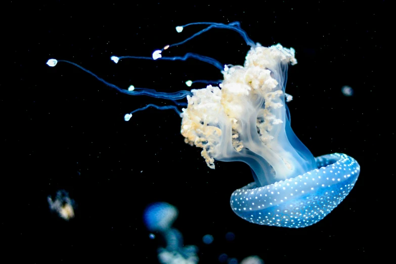 the white and blue jellyfish is floating in the water