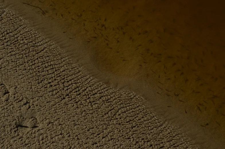 a large bird standing in the middle of the sand