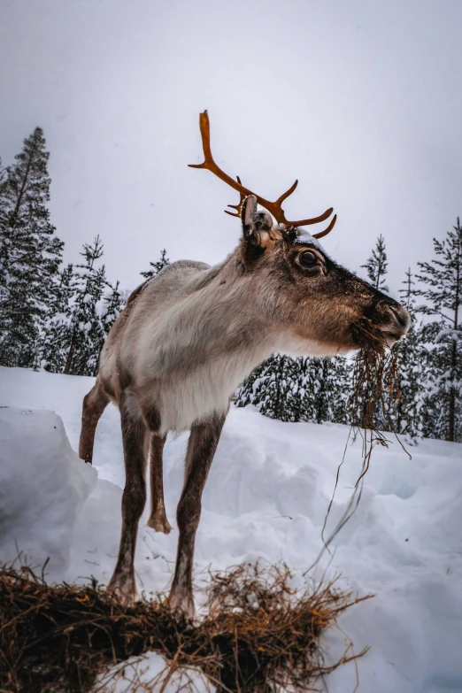 a reindeer eating hay from a pile of sticks in the snow