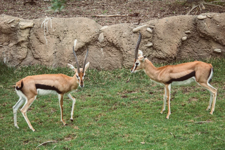 two gazelles stand in front of a rock wall