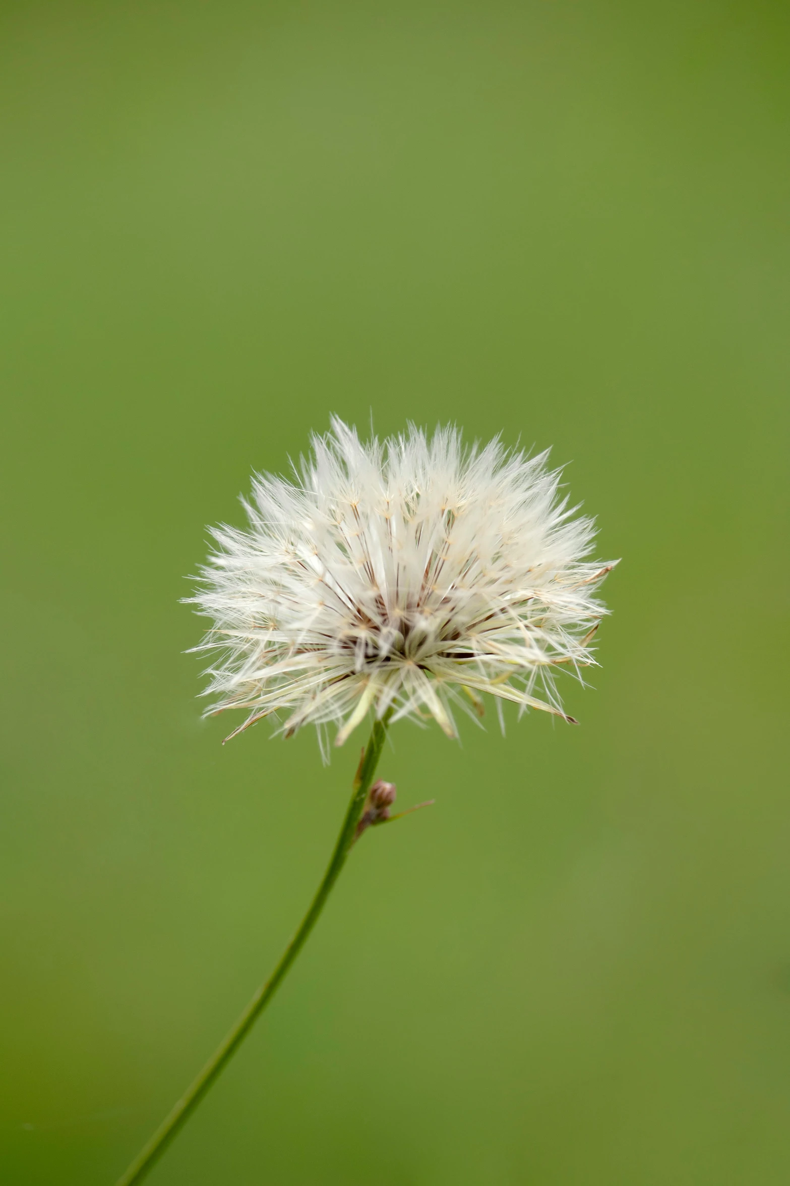 a single white flower on a field of grass