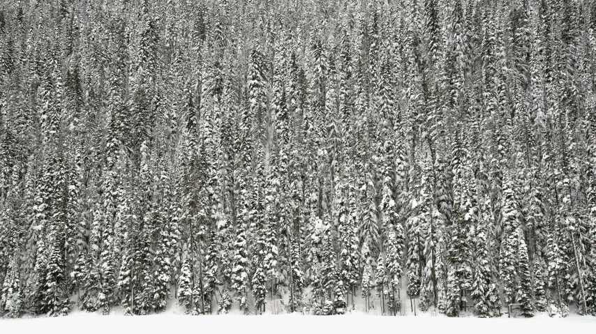 a forest with a lot of trees and snow