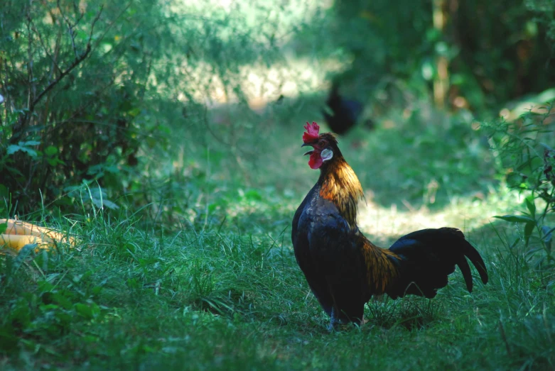 roosters are walking on the green grass in a field