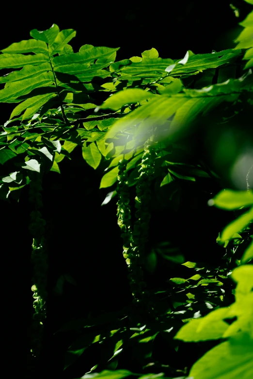 a large leafy tree with lots of green leaves