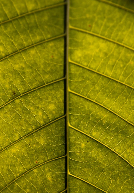 a close - up po of a large green leaf