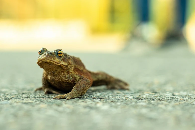 a small frog that is sitting on a cement floor