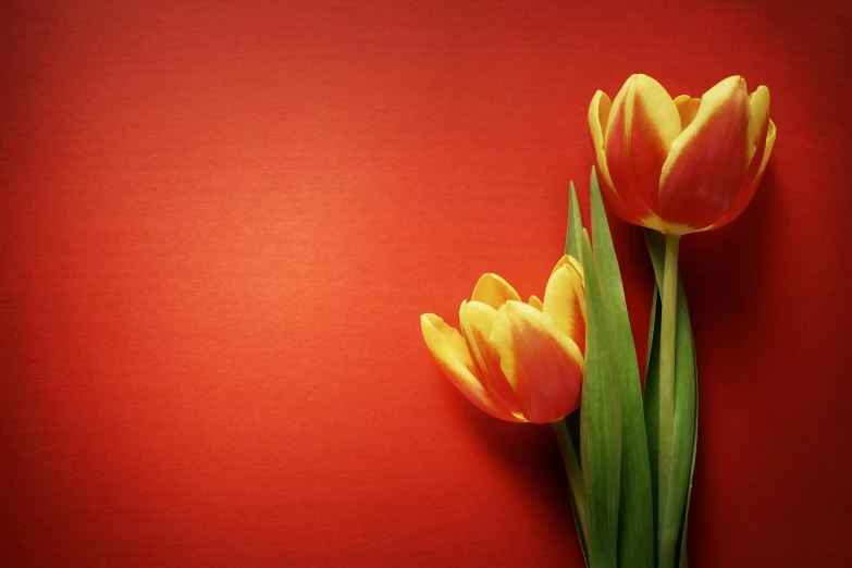 a group of tulips sitting on top of a red table