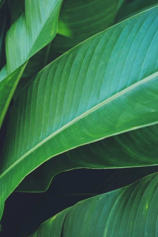 a green leaf with dark spots on it