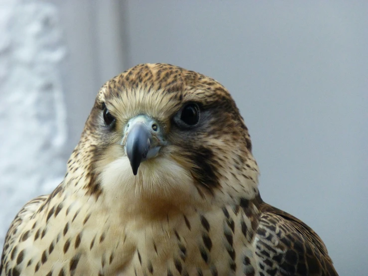 a large bird is looking forward at the camera