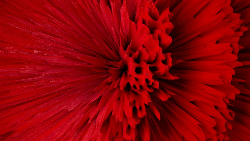 an up close po of a red flower