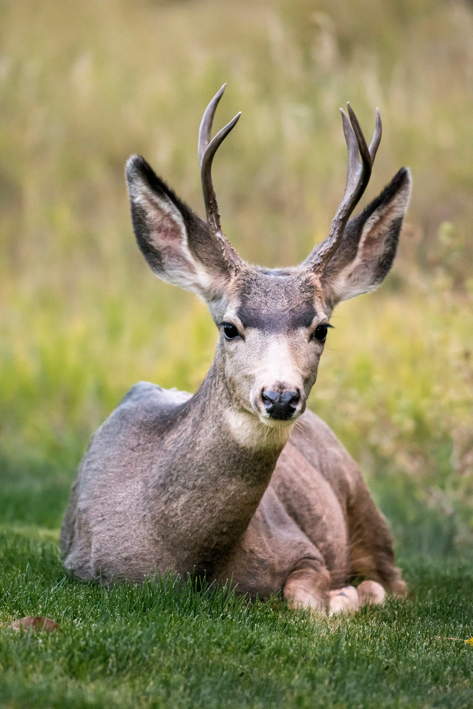 an antelope laying in the grass looking straight ahead