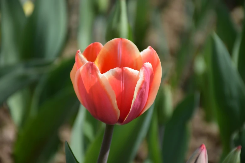 a tulip blooming in the middle of the grass