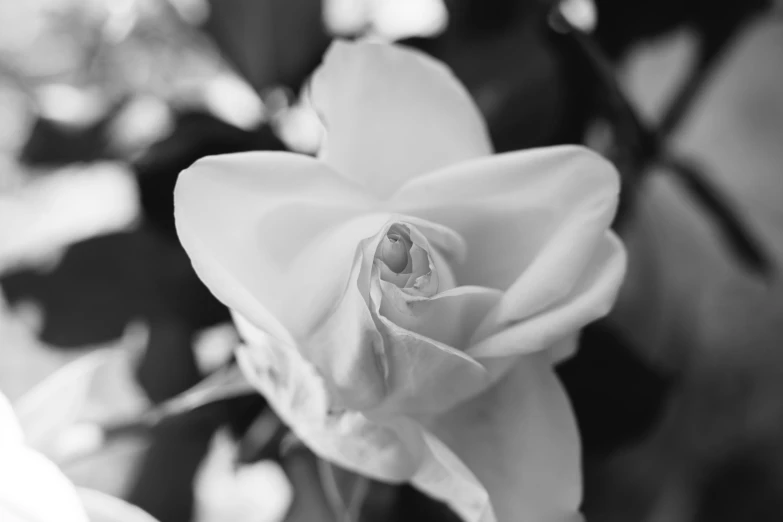 a close up s of the top of a bloom